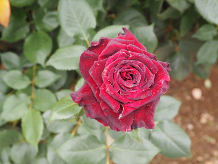 バラ：「黒真珠」の写真です。