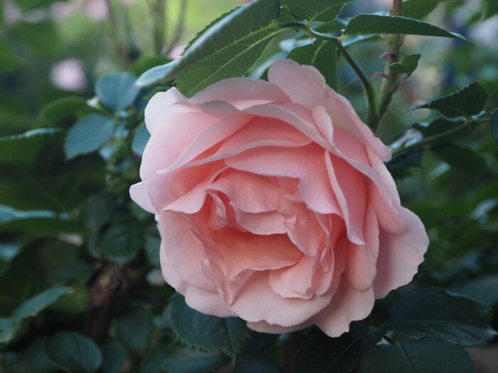 バラ：「ミセス アイリスクロウ」の写真です。