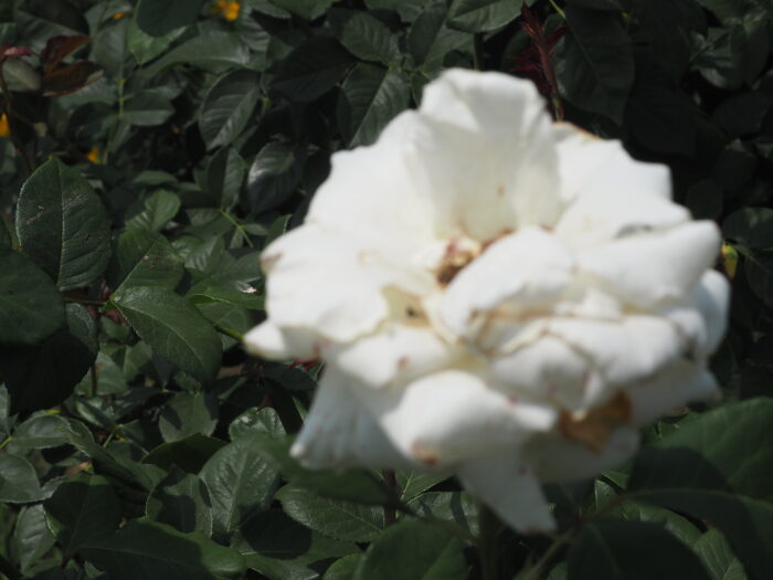 バラ：パスカリの写真です。