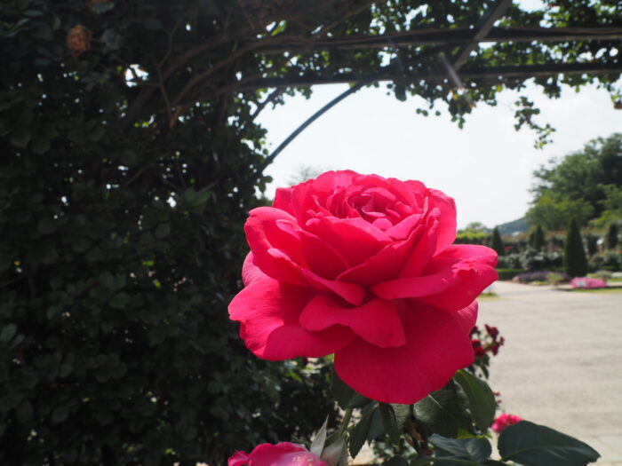 バラ：プチトリアノンの写真です。