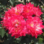 バラ：ピンクレディーラッフルの写真です。