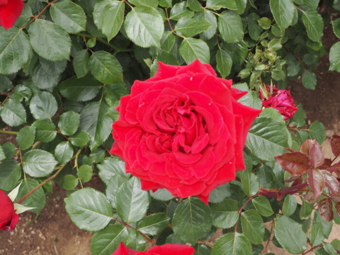 バラ：「レッド　クイーン」の写真です。