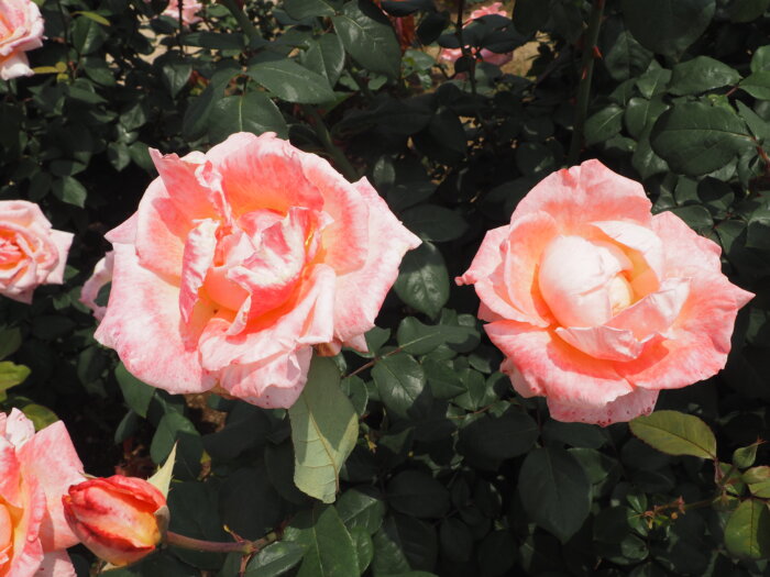 バラ：「サーモンゴジャール」の写真です。