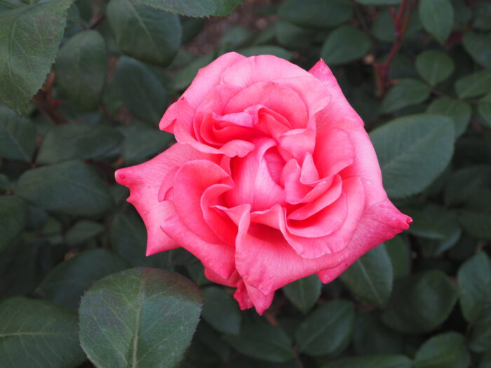 バラ：スペルバウントの写真です。