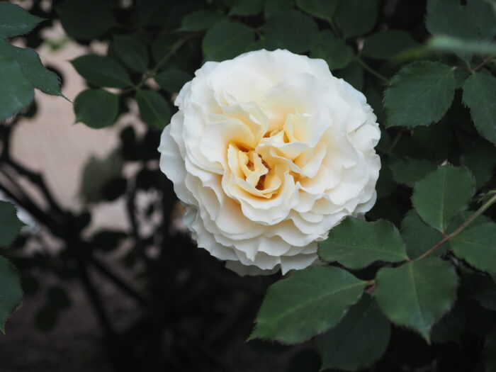 バラ：和音の写真です。