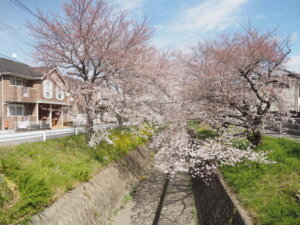 袋川「千歳地区」の桜の写真です。