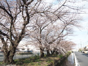 横手橋下流側の桜並木の写真です。