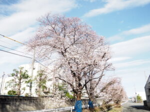 横手橋から上流側の桜並木です。