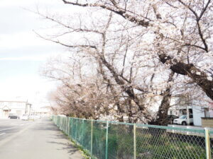 横手橋下流側の桜並木の写真です。