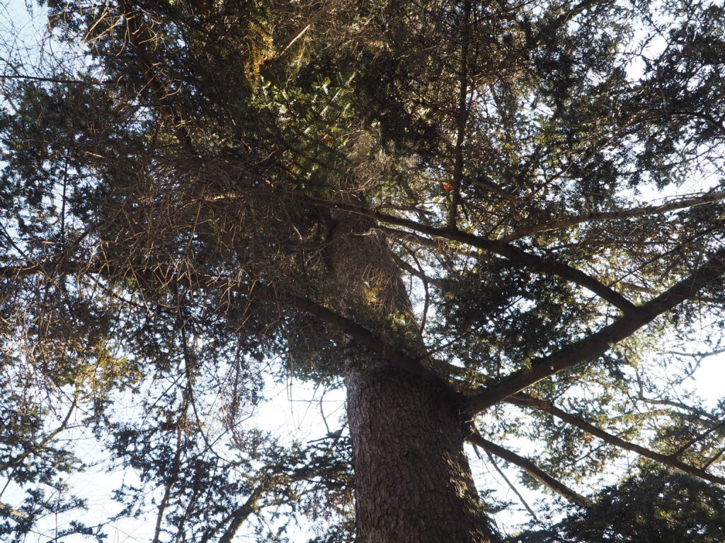 三崎稲荷神社：御神木の写真です。
