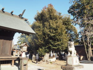 御厨神社・御筒粥祭：境内にある大木の写真です。