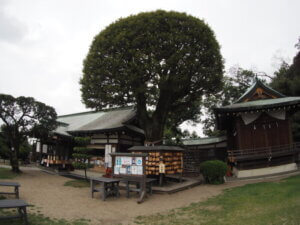 織姫神社：御神木の写真です。