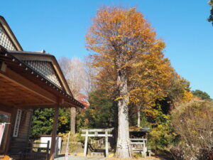 紅葉した八雲神社の御神木の写真です。