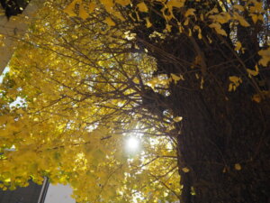 黄色く紅葉した八雲神社のイチョウの写真です。