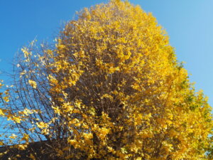 黄色く紅葉した八雲神社のイチョウの写真です。