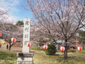 足利公園入り口付近の桜の写真です。