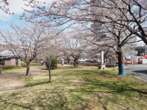 足利公園入り口付近の桜の写真です。