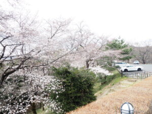 織姫公園の桜の写真です。