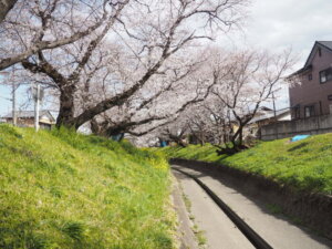 川から見た桜の写真です。