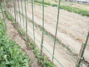 サヤエンドウの支柱の写真です。