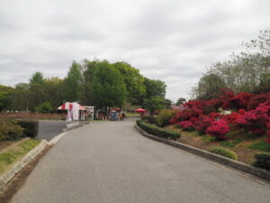 つつじが岡公園：新公園の風景写真です。