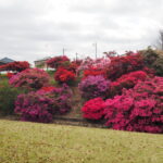 つつじが岡公園：新公園の風景写真です。