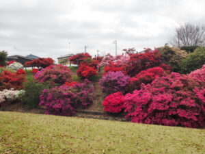 つつじが岡公園：新公園の風景写真です。
