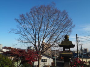 八雲神社の社殿から振り返リ見た写真です。