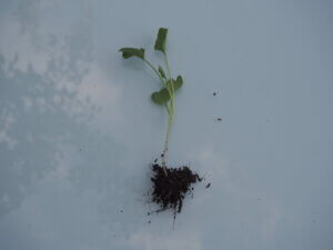 根に土を保ったブロッコリーの苗の写真です。