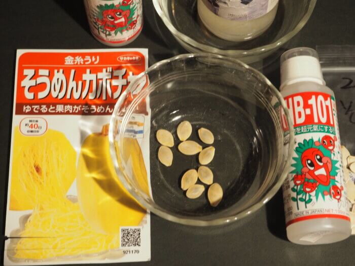 活力液につけたそうめん(金糸)カボチャ種の写真です。