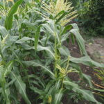 分けつした茎に花をつけたトウモロコシの写真です。