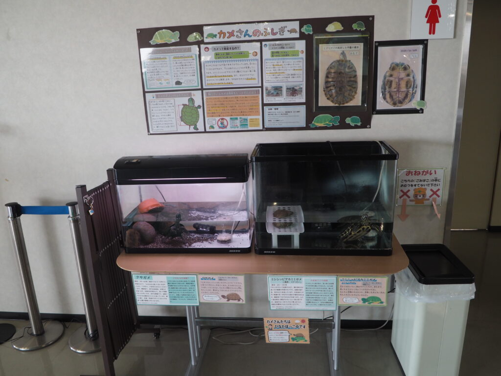 せせら：カメのコーナーの写真です。