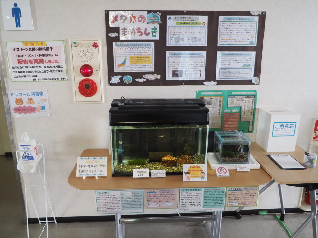 せせら：メダカのコーナーの写真です。