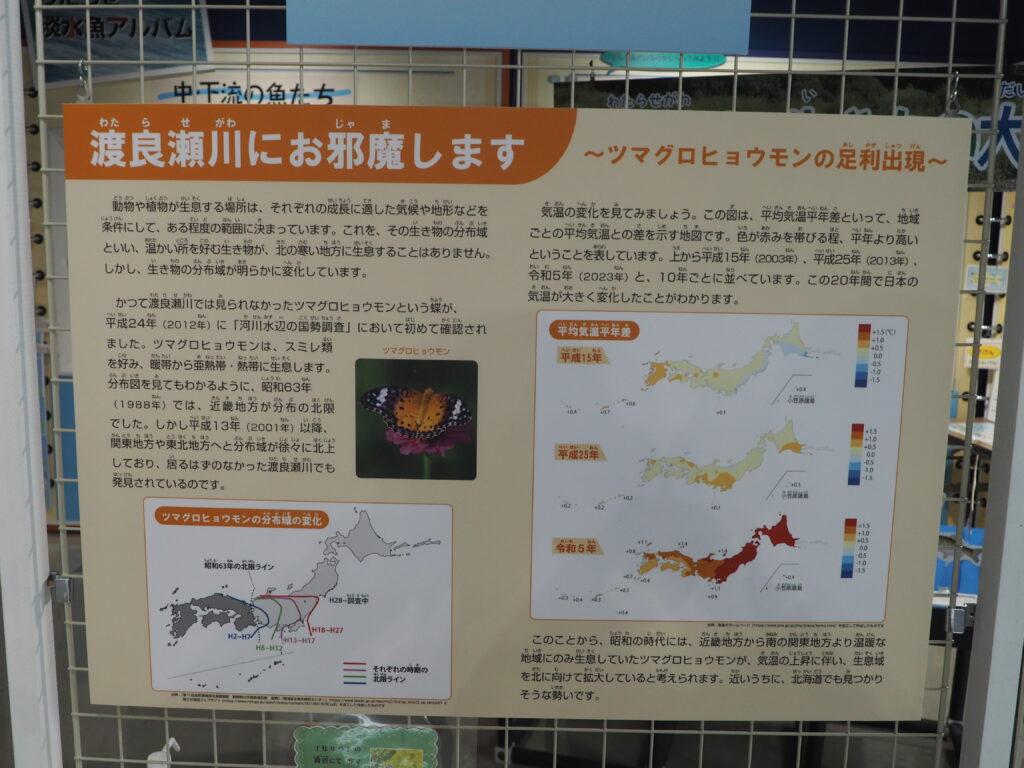 せせら：ツマグロヒョーモンの写真です。