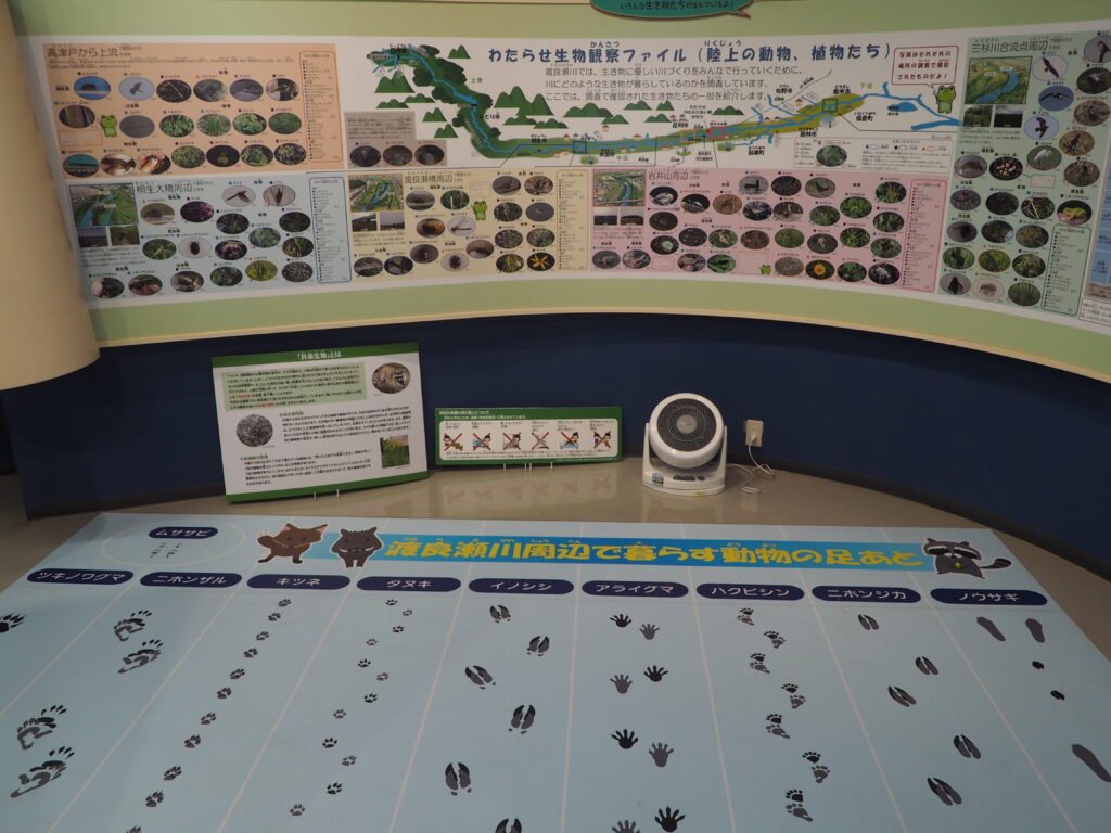 渡良瀬川に生息する動物の足跡展示の写真です。