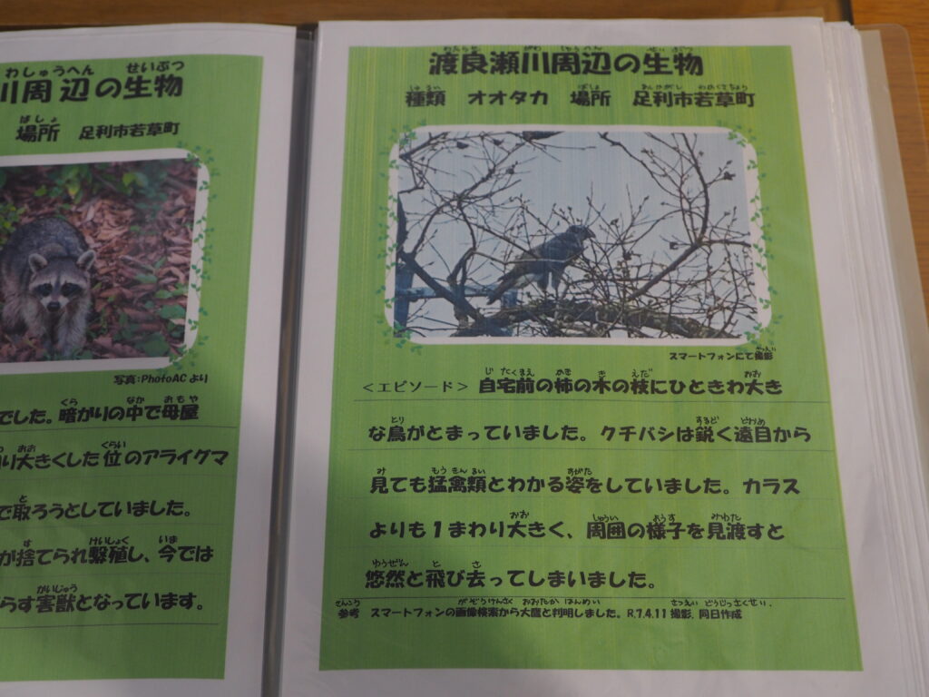 せせら：オオタカの写真です。