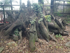 下野國一社八幡宮：本殿の隣にある巨木の切り株の写真です。