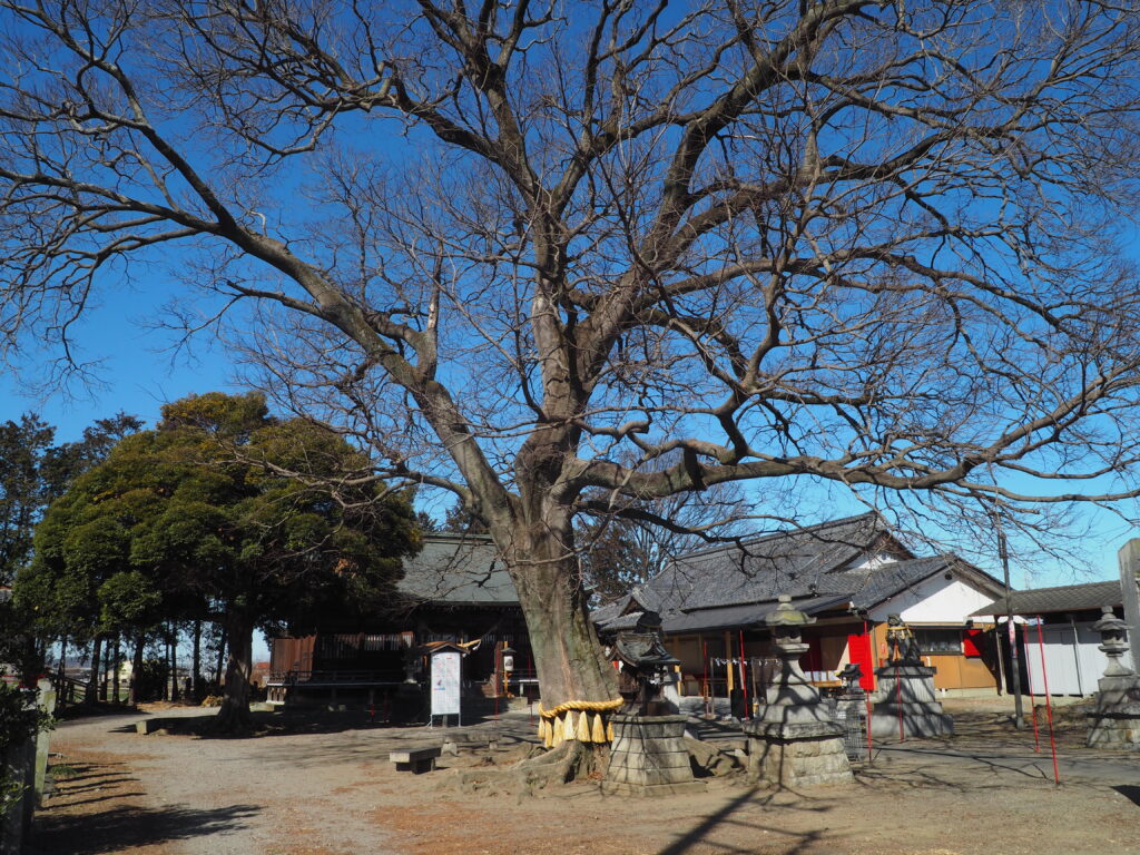 島田八坂神社：御神木の写真です。