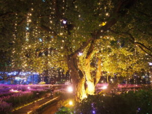 あしかがフラワーパーク「輝く木」の写真です。
