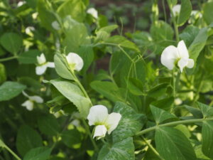 スナックエンドウの花の写真です。