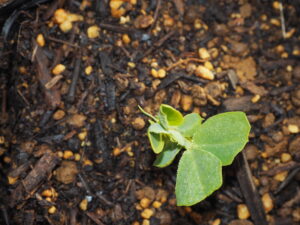 つるなしスナックエンドウの発芽の写真です。