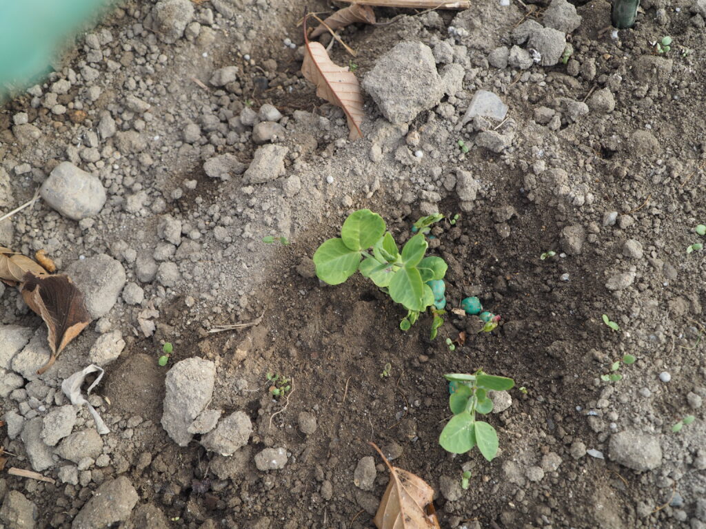 畑に直まきした赤花絹さやエンドウの発芽の写真です。