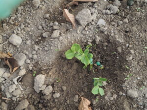 畑に直まきした赤花絹さやエンドウの発芽の写真です。