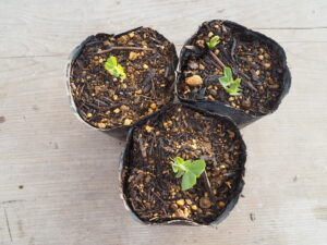 つるなしスナックエンドウの発芽の写真です。