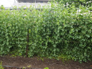 収穫期を迎えた「サヤエンドウ」の写真です。