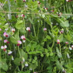 支柱に誘引したサヤエンドウの写真です。