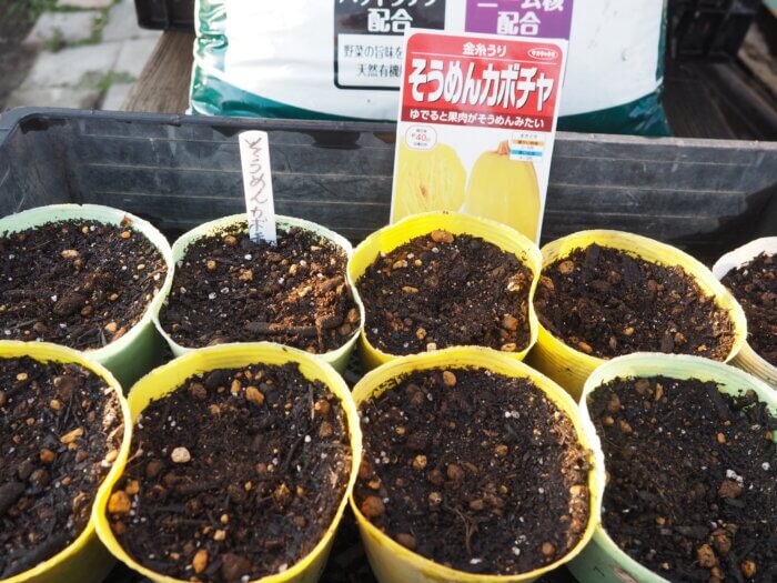 そうめん(金糸)カボチャ種をまいたポットの写真です。