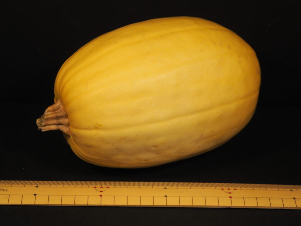 収穫したそうめん(金糸)カボチャの写真です。