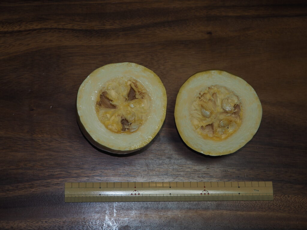 半分に切ったそうめんカボチャの写真です。