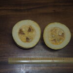 半分に切ったそうめんカボチャの写真です。